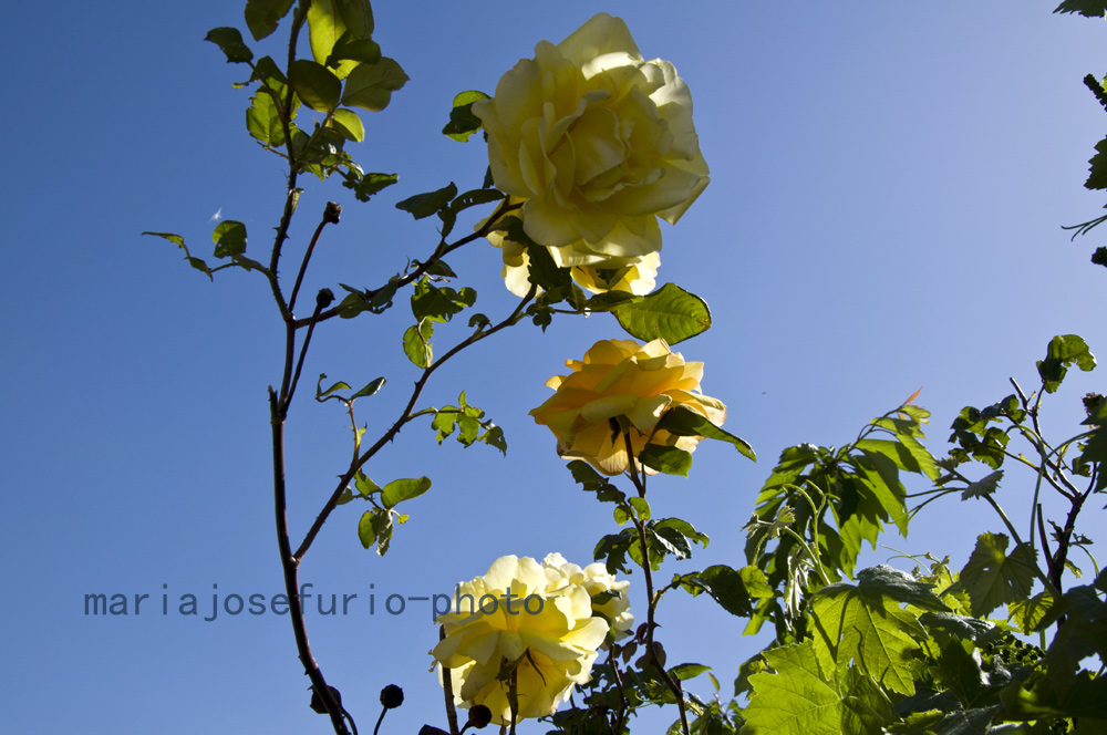 rosa-amarilla-calaceite